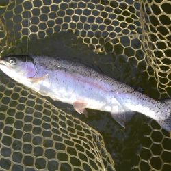 大安トラウトレイク 釣果